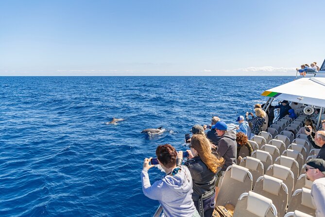 Dolphin Adventure: Fast Boat Dolphin Watching in Mallorca - A possible extra hour at sea