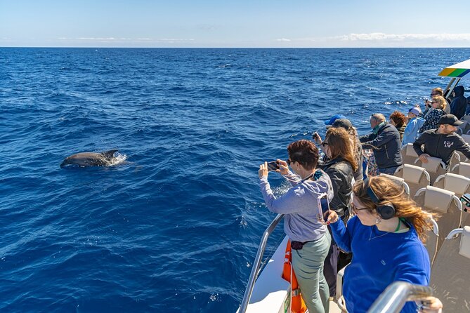 Dolphin Adventure: Fast Boat Dolphin Watching in Mallorca - How the price works for couples and groups