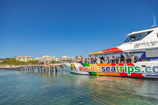 Dolphin Adventure: Fast Boat Dolphin Watching in Mallorca - My call: book it if the sea day matters