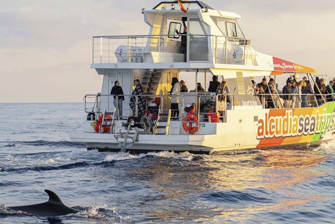 Dolphin Adventure: Fast Boat Dolphin Watching in Mallorca - Watching dolphins for 20 to 40 minutes