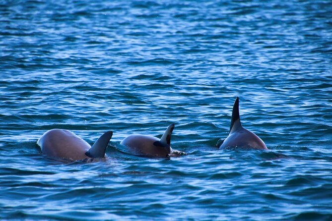 Dolphin Adventure in Sotogrande with Drink Included - La Alcaidesa, La Línea, and the Strait