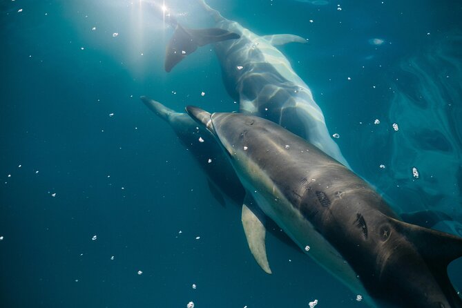 Dolphin Adventure in Sotogrande with Drink Included - Punta Chullera and the golden coastal cliffs