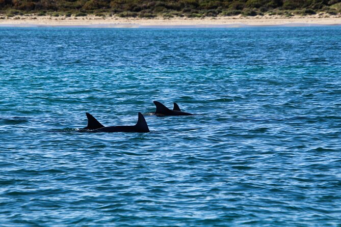 Dolphin Adventure in Sotogrande with Drink Included - What wildlife might appear