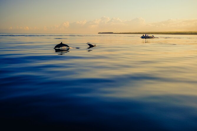 Dolphin Adventure in Sotogrande with Drink Included - The Rock of Gibraltar from Punta Mala