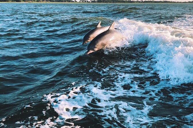 Dolphin Adventure in Sotogrande with Drink Included - What is included, and what should you bring?