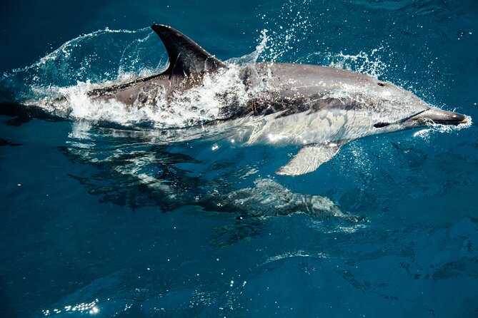 Dolphin Adventure in Sotogrande with Drink Included - The Guadiaro River mouth and its birdlife