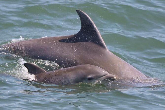 Dolphin and Bird Watching Ecotour Cruise - Weather, cancellations, and planning ahead