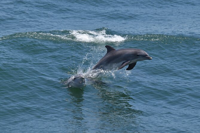 Dolphin and Bird Watching Ecotour Cruise - What you can learn from a marine biologist