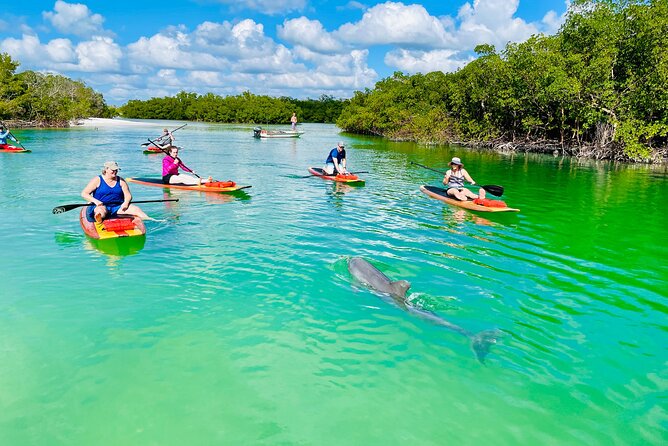 Dolphin and Manatee Adventure Tour of Fort Myers - Searching the mangroves and open bay