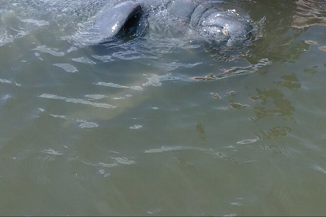 Dolphin and Manatee Adventure Tour of Merritt Island - Finding manatees near the mangroves