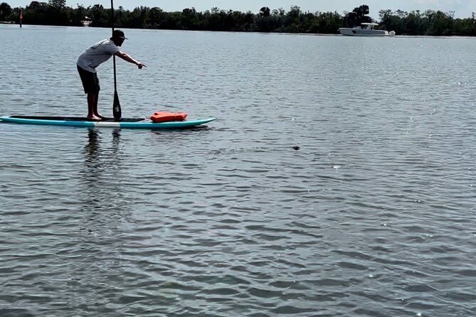 Dolphin and Manatee Adventure Tour of Merritt Island - Spoonbills, birds, and smaller surprises