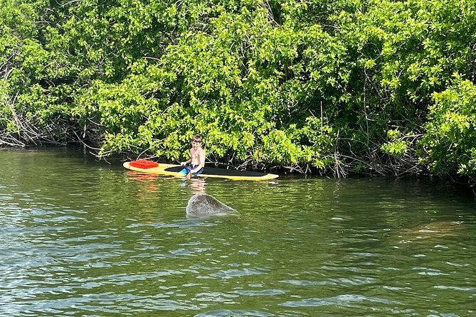 Dolphin and Manatee Adventure Tour of Merritt Island - Price, group size, and overall value