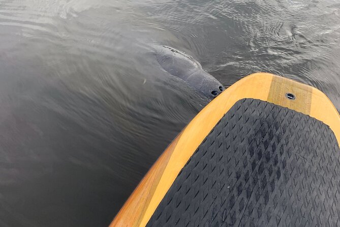Dolphin and Manatee Adventure Tour of Naples with Florida History - Key points at a glance