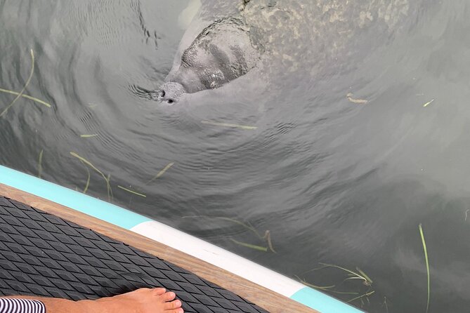 Dolphin and Manatee Adventure tour of Osprey with Florida History - Weather, cancellations, and sensible planning