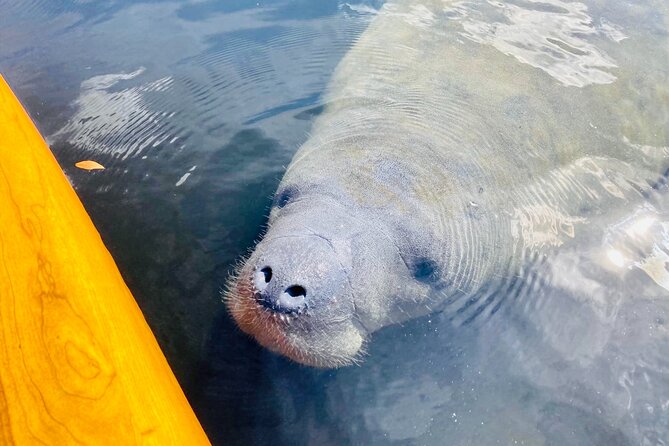 Dolphin and Manatee Adventure Tour of Sarasota with Olde Florida History! - Key points to know before you book