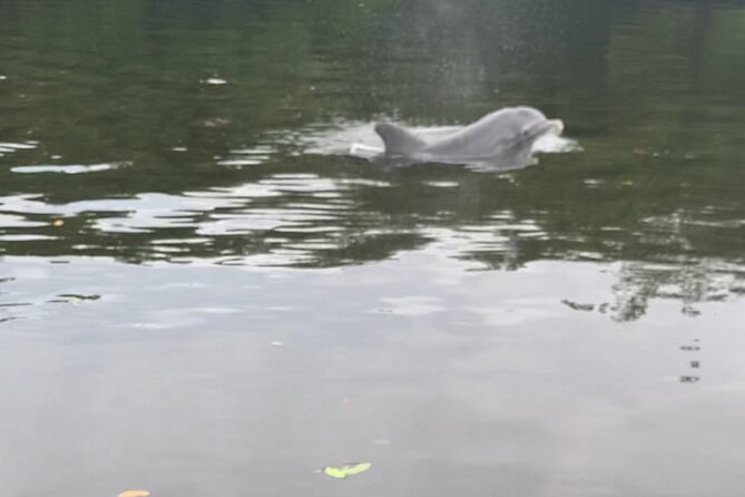 Dolphin and Manatee Adventure Tour of Sarasota with Olde Florida History! - Starting at Osprey and choosing your paddle craft