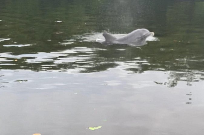 Dolphin and Manatee Adventure Tour of Sarasota with Olde Florida History! - The manatee encounter and the value of patience