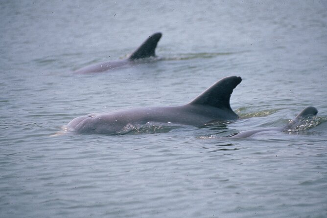 Dolphin and Manatee Clear Kayak or Paddleboard Tour - Why sunset is the special departure