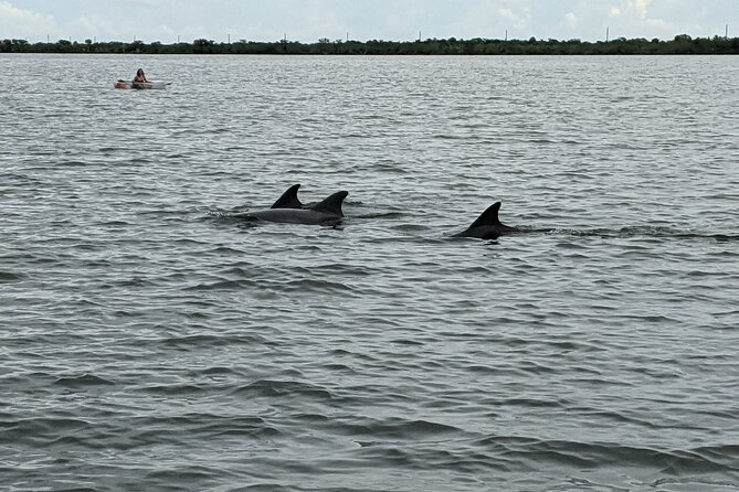 Dolphin and Manatee Clear Kayak or Paddleboard Tour - The first few minutes: gear, instruction, and a steady start