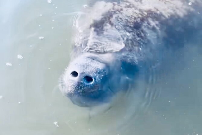 Dolphin and Manatee Kayak and SUP Adventure Tour of Cocoa Beach - Starting at 4800 Tom Warriner Boulevard