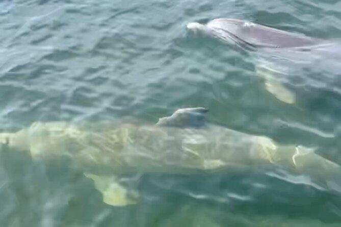 Dolphin and Manatee Kayak and SUP Adventure Tour of Cocoa Beach - Inside the Banana River Manatee Refuge