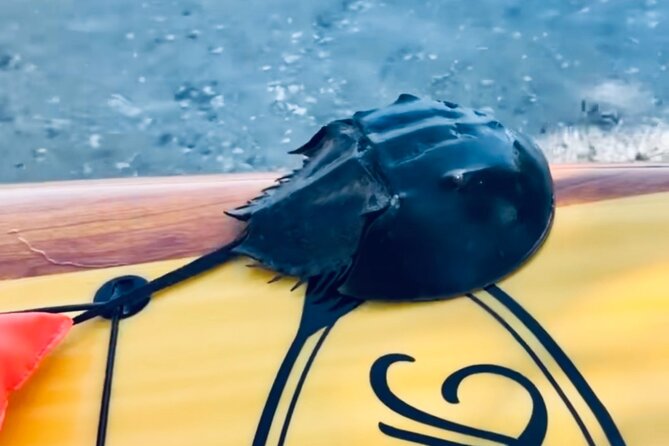 Dolphin and Manatee Kayak and SUP Adventure Tour of Cocoa Beach - Guides who make the difference