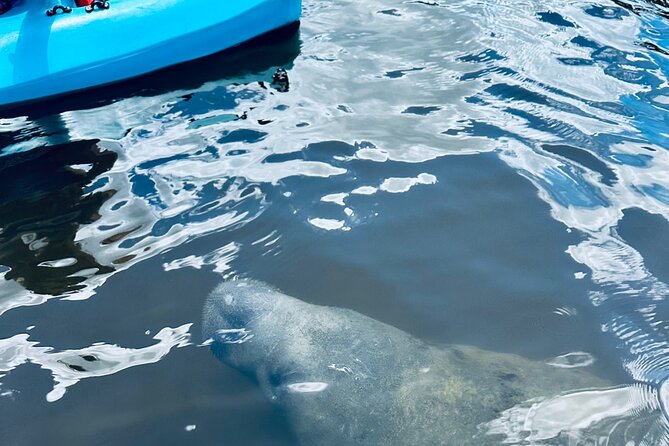 Dolphin and Manatee Kayak and SUP Adventure Tour of Cocoa Beach - Who will enjoy this Cocoa Beach outing?