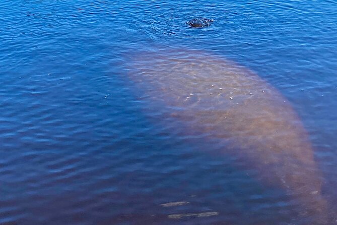 Dolphin and Manatee Kayak Tour of Daytona Beach - Is $65 good value for two hours?