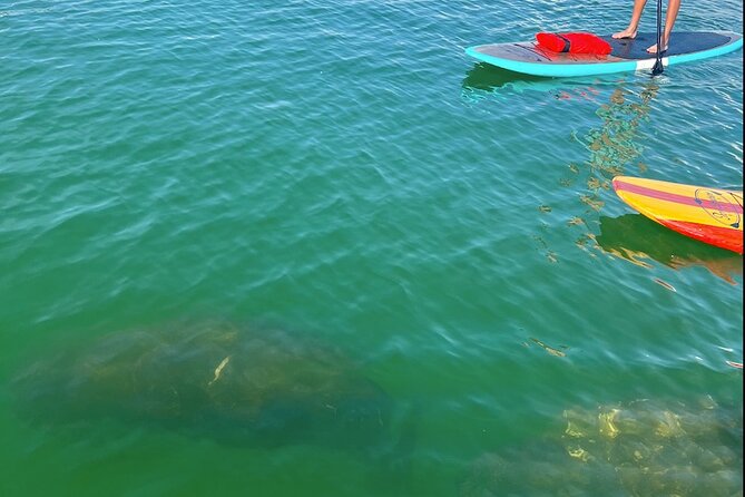 Dolphin and Manatee Tour of Marco Island by Kayak or SUP - A short lesson before the first paddle