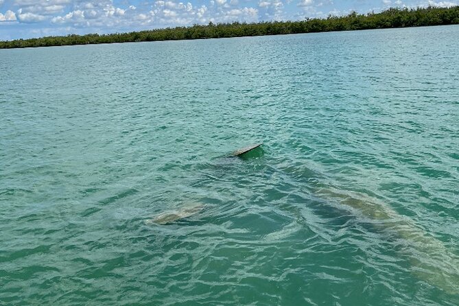 Dolphin and Manatee Tour of Marco Island by Kayak or SUP - Final call: book it for the paddling, not a guarantee