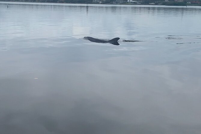 Dolphin and Manatee Tour of Marco Island by Kayak or SUP - The real wildlife promise: exciting, but uncertain