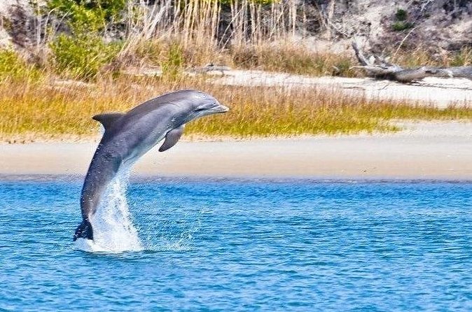 Dolphin and Nature Boat Excursion - Why the nature focus works in St. Augustine
