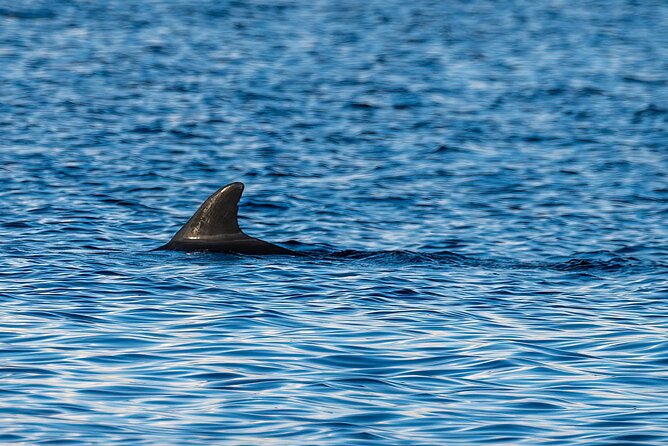 Dolphin and Nature Sunset Cruise from Orange Beach - Practical timing and booking advice