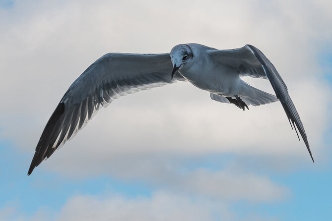 Dolphin and Nature Sunset Cruise from Orange Beach - Should you book this Orange Beach sunset cruise?