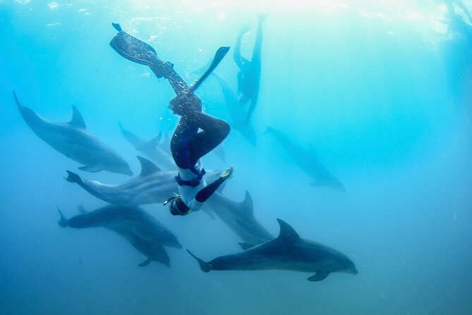 Dolphin and Seal snorkel adventure from Sorrento - Key points to know before booking