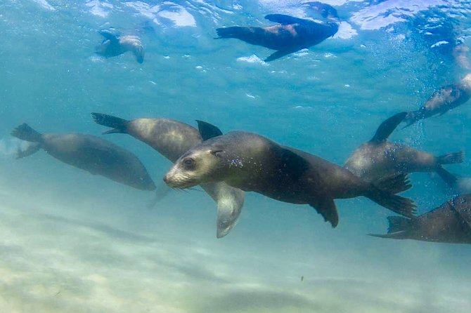 Dolphin and Seal snorkel adventure from Sorrento - Searching Port Phillip Bay for dolphins