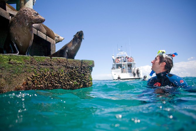 Dolphin and Seal snorkel adventure from Sorrento - Lunch or morning tea between the swims