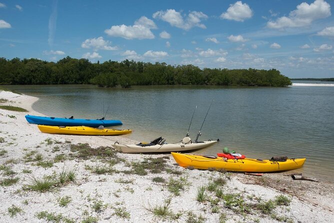 Dolphin and Shelling Cruise for up to 12 people - Key details before you book