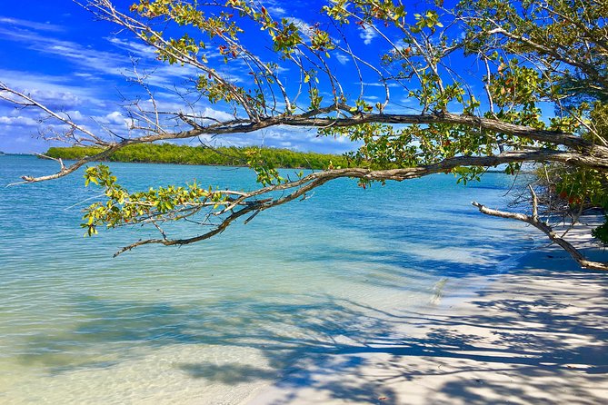 Dolphin and Shelling Cruise for up to 12 people - Price, group size, and the value of the outing