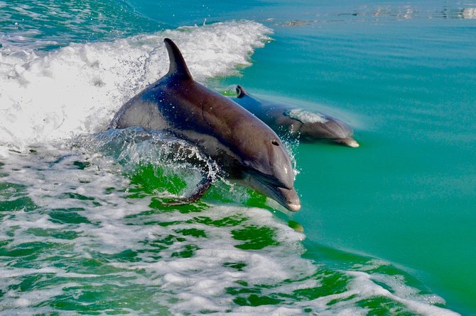Dolphin and Shelling Cruise for up to 12 people - Should you book the Dolphin and Shelling Cruise?