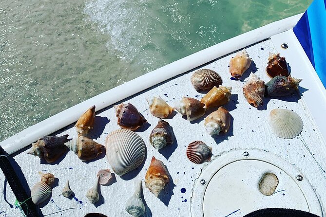 Dolphin and Shelling Cruise Tour at Fort Myers Beach - The barrier-island stop gives you time to stretch