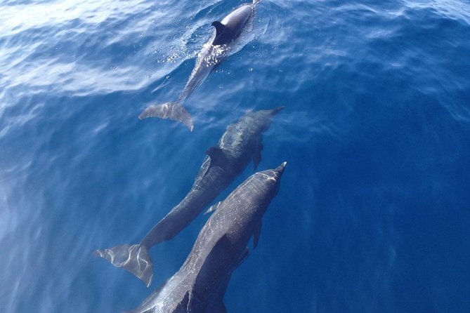Dolphin and Snorkeling Trip with Costa Rican Companies - Swimming and snorkeling near the coast