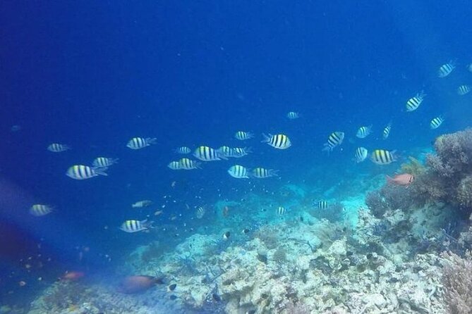 Dolphin and Tumbatu Island Snorkeling Tour with Pickup - Swimming with dolphins near Nungwi