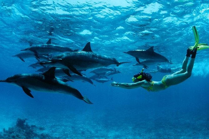 Dolphin and Tumbatu Island Snorkeling Tour with Pickup - What the $90 price really covers