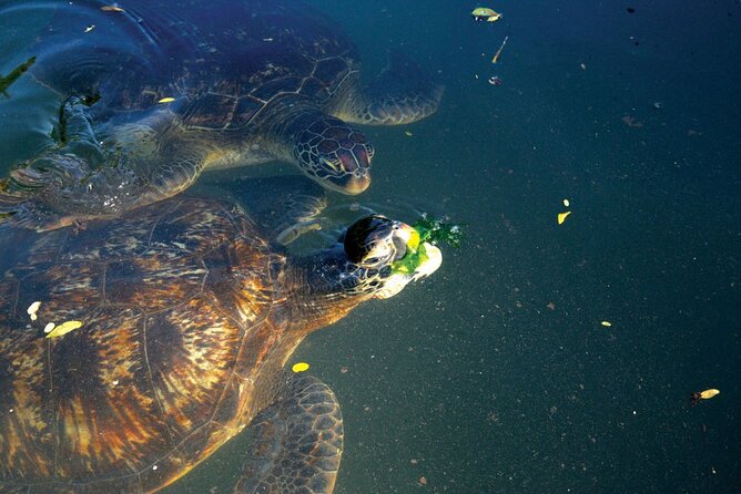 Dolphin and Turtle Tour with Sunset Cruise at Nungwi Beach - Why this Zanzibar day works so well