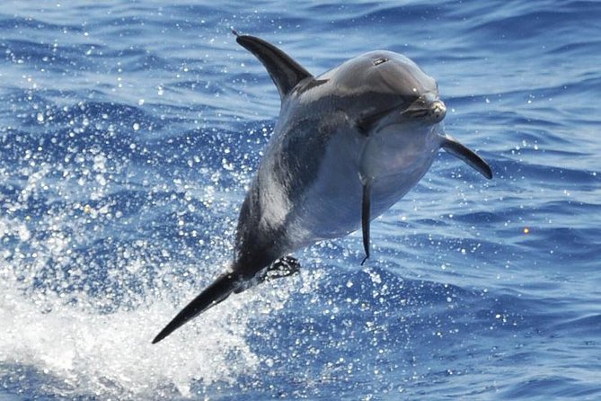Dolphin and Whale Cruise in Puerto Rico, Gran Canaria - Quick points before you book