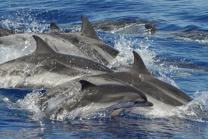 Dolphin and Whale Cruise in Puerto Rico, Gran Canaria - What happens once Spirit of the Sea leaves shore