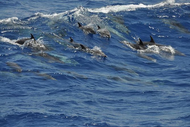 Dolphin and Whale Cruise in Puerto Rico, Gran Canaria - The swim stop is a bonus, not the main event