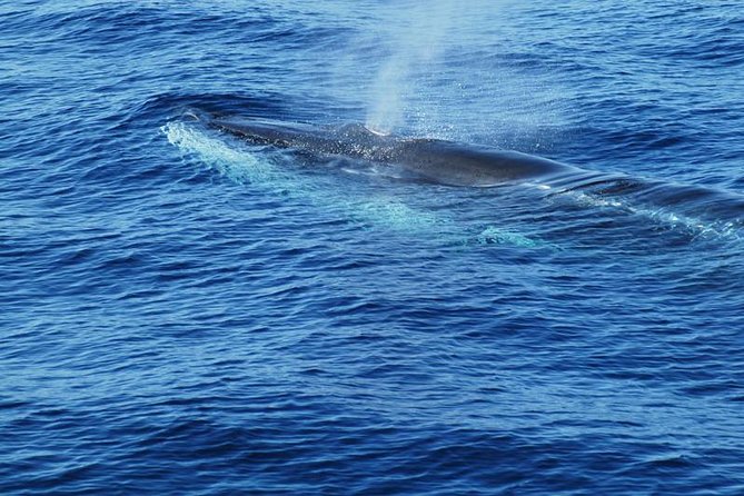 Dolphin and Whale Cruise in Puerto Rico, Gran Canaria - Rough seas are the real practical issue