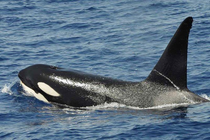 Dolphin and Whale Cruise in Puerto Rico, Gran Canaria - Who should book this cruise?